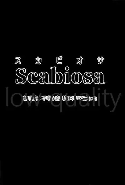 Scabiosa.